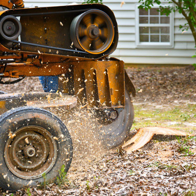 Arboricultural Services in Katy, TX