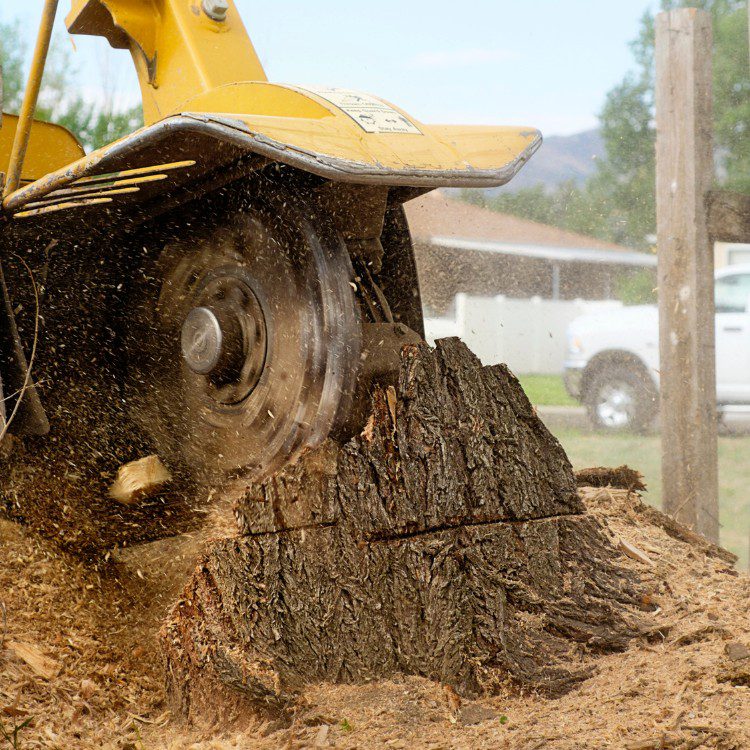 Arboricultural Services in Katy, TX