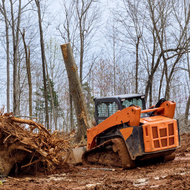 Arboricultural Services in Katy, TX