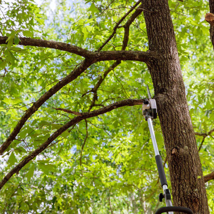 Arboricultural Services in Katy, TX