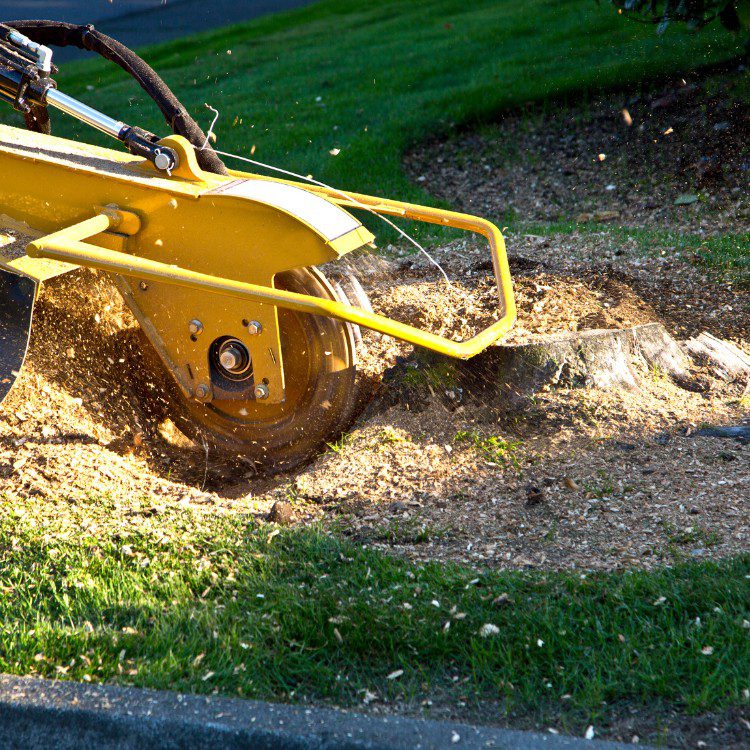 Arboricultural Services in Katy, TX