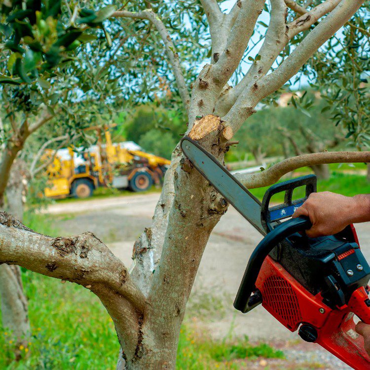 Arboricultural Services in Katy, TX