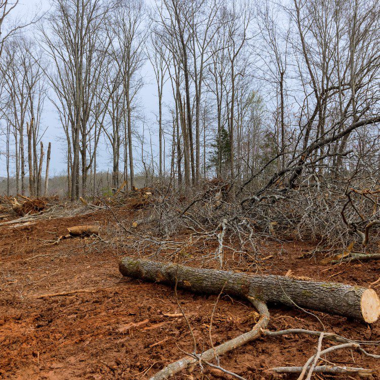 Arboricultural Services in Katy, TX
