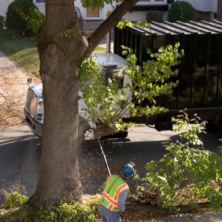 Arboricultural Services in Katy, TX